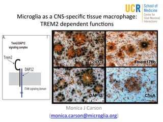 Monica	
  J	
  Carson	
  
(monica.carson@microglia.org)	
  
Microglia	
  as	
  a	
  CNS-­‐speciﬁc	
  9ssue	
  macrophage:	
  	
  
TREM2	
  dependent	
  func9ons	
  
TREM2
DAP12/
TRYROBP
Tmem176b
C1qA
!
!!!!"#$%&'()*+&!
,-./01-/.!23%41$5
"# $#
%&'()
*"+,)
--
.%"/0123456243078(524
?0(84@A B0(84@A ,C0(84@A!#
 