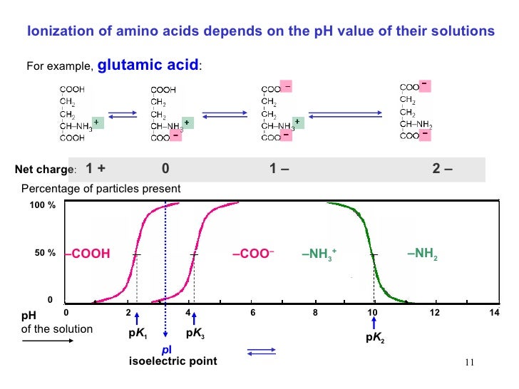 13 amino acids__peptides