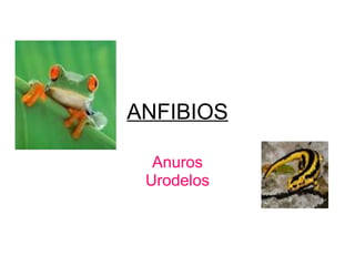 ANFIBIOS
Anuros
Urodelos
 