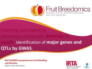 YOUR LOGO
Exploring and exploiting
phenotypic and genetic diversity in
peach: identification of major genes and
QTLs by GWAS.
XIV EUCARPIA symposium on Fruit Breeding
and Genetics.
Maria José Aranzana
 