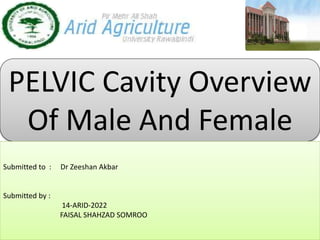 PELVIC Cavity Overview
Of Male And Female
Submitted to : Dr Zeeshan Akbar
Submitted by :
14-ARID-2022
FAISAL SHAHZAD SOMROO
 