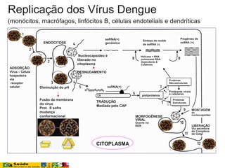ADSORÇÃO
Vírus – Célula
hospedeira
via
receptor
celular
CITOPLASMA
MONTAGEM
do
nucleocapsídeo
Diminuição do pH
Fusão da membrana
do vírus
Prot. E sofre
mudança
conformacional
Nucleocapsídeo é
liberado no
citoplasma
DESNUDAMENTO
ssRNA(+)
genômico
ssRNA(+)
TRADUÇÃO
Mediada pelo CAP
CITOPLASMA
poliproteína
Proteínas
Não-estruturais
Proteínas
Estruturais
Proteases virais
e celulares


Helicase + RNA
polimerase RNA-
dependente &
Cofatores
Progênies de
ssRNA (+)
Síntese de molde
de ssRNA (-)
ENDOCITOSE
MORFOGÊNESE
VIRAL
Ocorre no
RER LIBERAÇÃO
Via secretora
do Complexo
de Golgi
Replicação dos Vírus Dengue
(monócitos, macrófagos, linfócitos B, células endoteliais e dendríticas
 