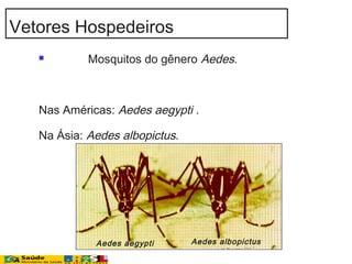  Mosquitos do gênero Aedes.
Nas Américas: Aedes aegypti .
Na Ásia: Aedes albopictus.
Aedes aegypti Aedes albopictus
Vetores Hospedeiros
 