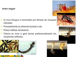  O vírus Dengue é transmitido por fêmeas do mosquito
infectado
 Principalmente se alimenta durante o dia
 Possui hábitos domésticos
 Coloca os ovos e gera larvas preferencialmente em
recipientes artificiais.
Aedes aegypti
 
