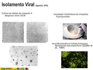 Cultura de células de mosquito A.
albopictus clone C6/36
Inoculação intratoráxica de mosquitos
Toxorhynchites
Imunofluorescência Indireta Anticorpos
Monoclonais tipo-específicos (Gubler et
al., 1984)
Isolamento Viral (Igarashi, 1978)
 