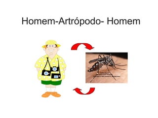 Homem-Artrópodo- Homem
 