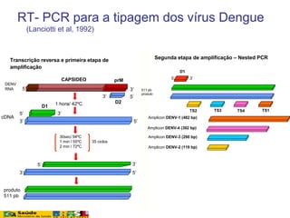 Segunda etapa de amplificação – Nested PCR
Amplicon DENV-1 (482 bp)
D1
5’ 3’
TS1TS4TS3TS2
511 pb
produto
Amplicon DENV-4 (392 bp)
Amplicon DENV-3 (290 bp)
Amplicon DENV-2 (119 bp)
Transcrição reversa e primeira etapa de
amplificação
cDNA
produto
511 pb
5’
CAPSIDEO prM
5’3’
D2
DENV
RNA
1 hora/ 42ºC
3’ 5’
5’ 3’
D1
5’
3’
3’
5’
35 ciclos
30sec/ 94ºC
1 min / 55ºC
2 min / 72ºC
3’
RT- PCR para a tipagem dos vírus Dengue
(Lanciotti et al, 1992)
 