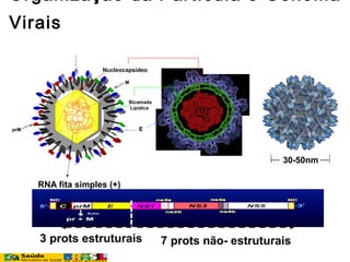 Organização da Partícula e Genoma
Virais
RNA fita simples (+)
prM
Bicamada
Lipídica
M
E
Nucleocapsídeo
3 prots estruturais 7 prots não- estruturais
30-50nm
 
