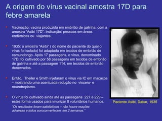 A origem do vírus vacinal amostra 17D para
febre amarela
Vacinação: vacina produzida em embrião de galinha, com a
amostra “Asibi 17D”. Indicação: pessoas em áreas
endêmicas ou viajantes.
1935: a amostra “Asibi” ( do nome do paciente do qual o
vírus foi isolado) foi adaptada em tecidos de embrião de
camundongo. Após 17 passagens, o vírus, denominado
17D, foi cultivado por 58 passagens em tecidos de embrião
de galinha e até a passagem 114, em tecidos de embrião
denervados.
Então, Theiler e Smith injetaram o vírus via IC em macacos
– mostrando uma acentuada redução no víscero- e
neurotropismo.
O vírus foi cultivado ainda até as passagens 227 e 229 –
estes forma usados para imunizar 8 voluntários humanos.
“Os resultados foram satisfatórios – não houve reações
adversas e todos soroconverteram em 2 semanas.”
Paciente Asibi, Dakar, 1935
 