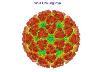 vírus Chikungunya
 
