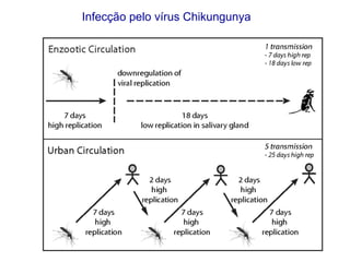 Infecção pelo vírus Chikungunya
 