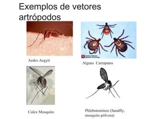Exemplos de vetores
artrópodos
Aedes Aegyti
Alguns Carrapatos
Phlebotomíneo (Sandfly,
mosquito pólvora)
Culex Mosquito
 
