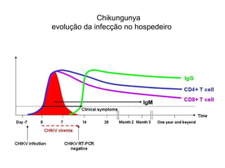 Chikungunya
evolução da infecção no hospedeiro
 