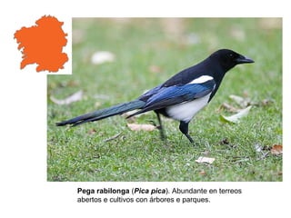 Rabilonga Aves sedentarias | PPS