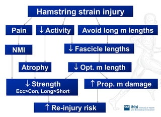 Hamstring strain injury 
Pain 
Avoid long m lengths 
 Activity 
NMI 
Atrophy 
 Fascicle lengths 
 Opt. m length 
 Strength Ecc>Con, Long>Short 
 Prop. m damage 
 Re-injury risk  