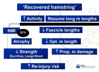 ‘Recovered hamstring’ 
Resume long m lengths 
 Activity 
NMI 
Atrophy 
 Fascicle lengths 
 Opt. m length 
 Strength 
Ecc>Con, Long>Short 
 Prop. m damage 
 Re-injury risk 
BFlh  