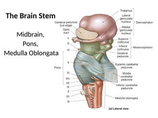 Lower Brainstem #13 Brain Stem and CSF Anatomy.ppthbbbhh | PPT