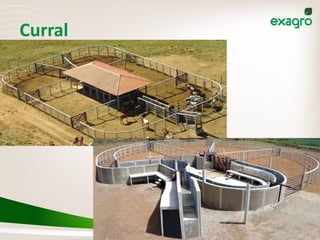 Curral
 