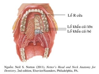 13 cat chop rang (Apicoectomy) | PDF