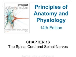CHAPTER 13
The Spinal Cord and Spinal Nerves
Copyright © 2014 John Wiley & Sons, Inc. All rights reserved.
Principles of
Anatomy and
Physiology
14th Edition
 
