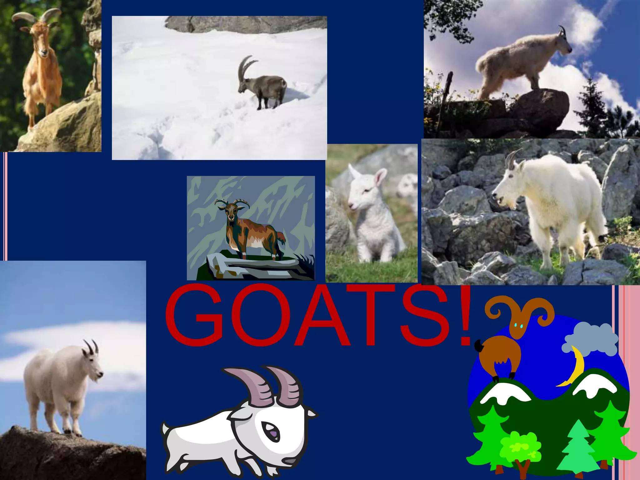 GOATS!