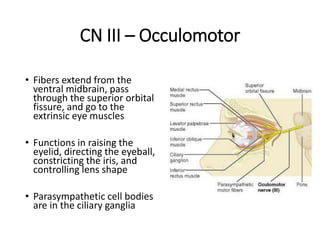 Cranial Nerves.pptx