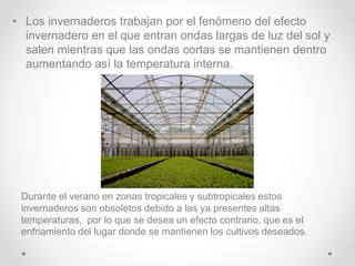 • Los invernaderos trabajan por el fenómeno del efecto
invernadero en el que entran ondas largas de luz del sol y
salen mientras que las ondas cortas se mantienen dentro
aumentando así la temperatura interna.
Durante el verano en zonas tropicales y subtropicales estos
invernaderos son obsoletos debido a las ya presentes altas
temperaturas, por lo que se desea un efecto contrario, que es el
enfriamiento del lugar donde se mantienen los cultivos deseados.
 