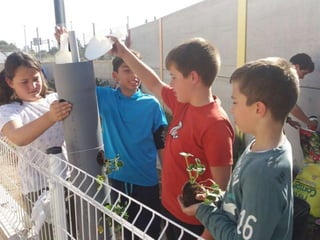 13º cultivo fresas en vertical