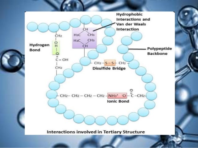 protein backbone protein backbone