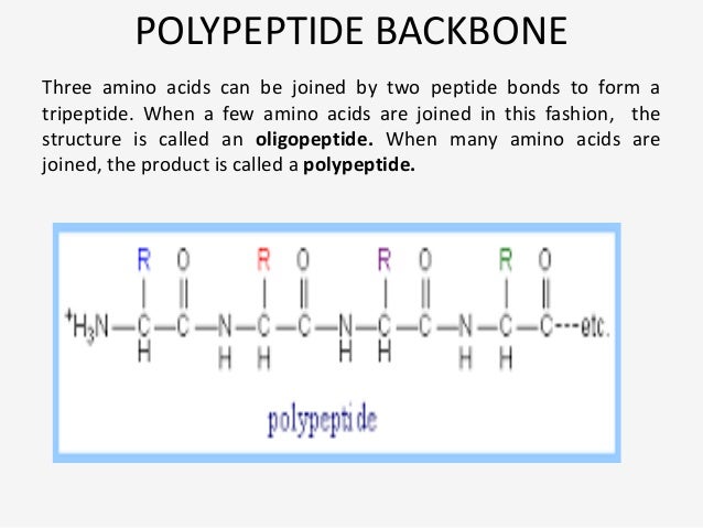Brain Mind Article A Polypeptide Has How Many Amino Acids