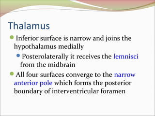 Thalamus
Inferior surface is narrow and joins the
hypothalamus medially
Posterolaterally it receives the lemnisci
from the midbrain
All four surfaces converge to the narrow
anterior pole which forms the posterior
boundary of interventricular foramen
 
