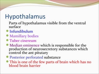 Hypothalamus
Parts of hypothalamus visible from the ventral
surface
Infundibulum
Mamillary bodies
Tuber cinereum
Median eminence which is responsible for the
production of neurosecretory substances which
control the ant pitutary
Posterior perforated substance
This is one of the few parts of brain which has no
blood brain barrier
 
