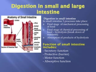 13_Digestion in oral cavity and stomach.pptx