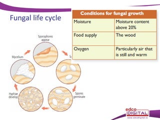 Fungal life cycle

 