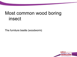 Most common wood boring
insect
The furniture beetle (woodworm)

 