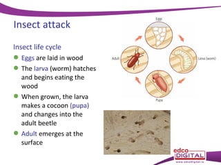 Insect attack
Insect life cycle
 Eggs are laid in wood
 The larva (worm) hatches
and begins eating the
wood
 When grown, the larva
makes a cocoon (pupa)
and changes into the
adult beetle
 Adult emerges at the
surface

 