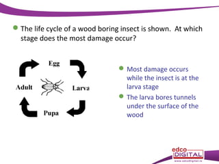  The life cycle of a wood boring insect is shown. At which
stage does the most damage occur?

 Most damage occurs
while the insect is at the
larva stage
 The larva bores tunnels
under the surface of the
wood

 