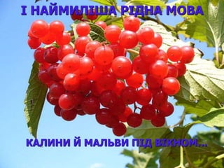 І НАЙМИЛІША РІДНА МОВА 
КАЛИНИ Й МАЛЬВИ ПІД ВІКНОМ… 
 