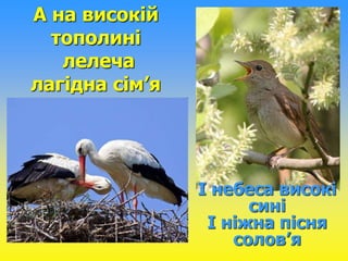 А на високій 
тополині 
лелеча 
лагідна сім’я 
І небеса високі 
сині 
І ніжна пісня 
солов’я 
 