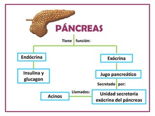 PÁNCREAS
Tiene función:
Endócrina Exócrina
Insulina y
glucagon
Jugo pancreático
Unidad secretoria
exócrina del páncreas
Secretado por:
Llamados:
Acinos
 