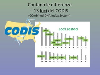 Codis Index 13 estensioni mendel | PPT