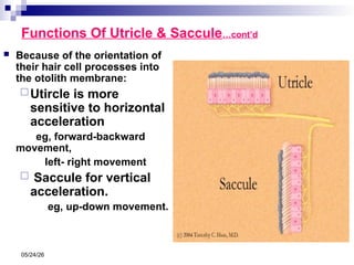 Utricle Function Comprehensive Overview of the Physiology of the Vestibular System and ...