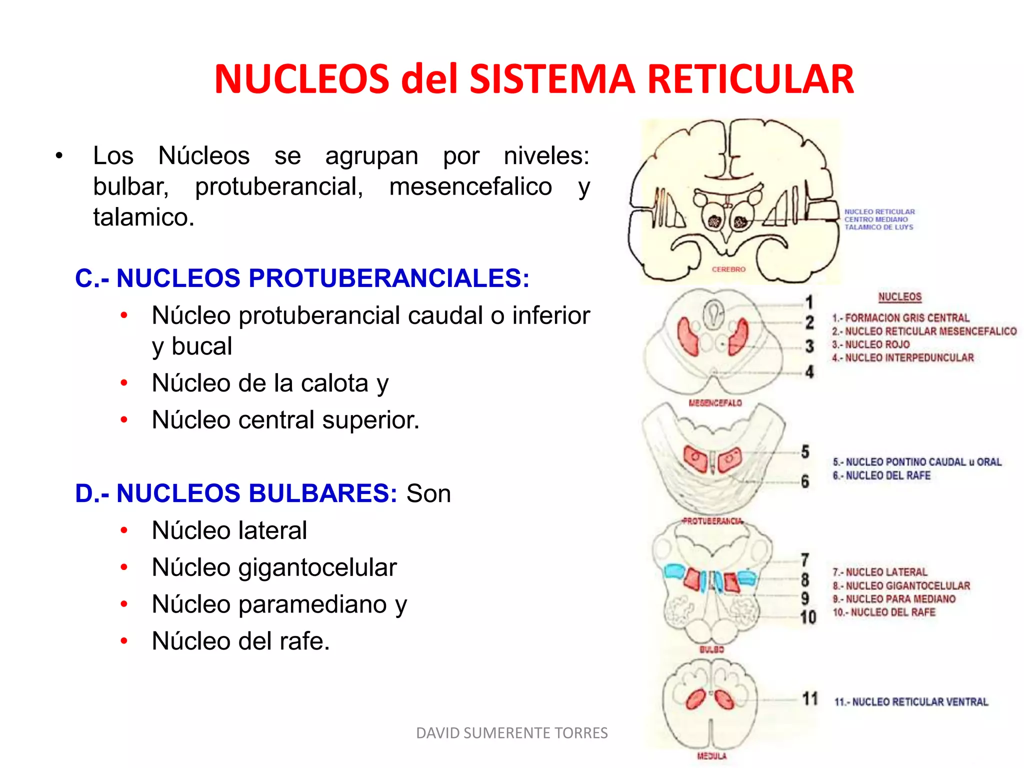 Formación reticular: Anatomía | PPTX