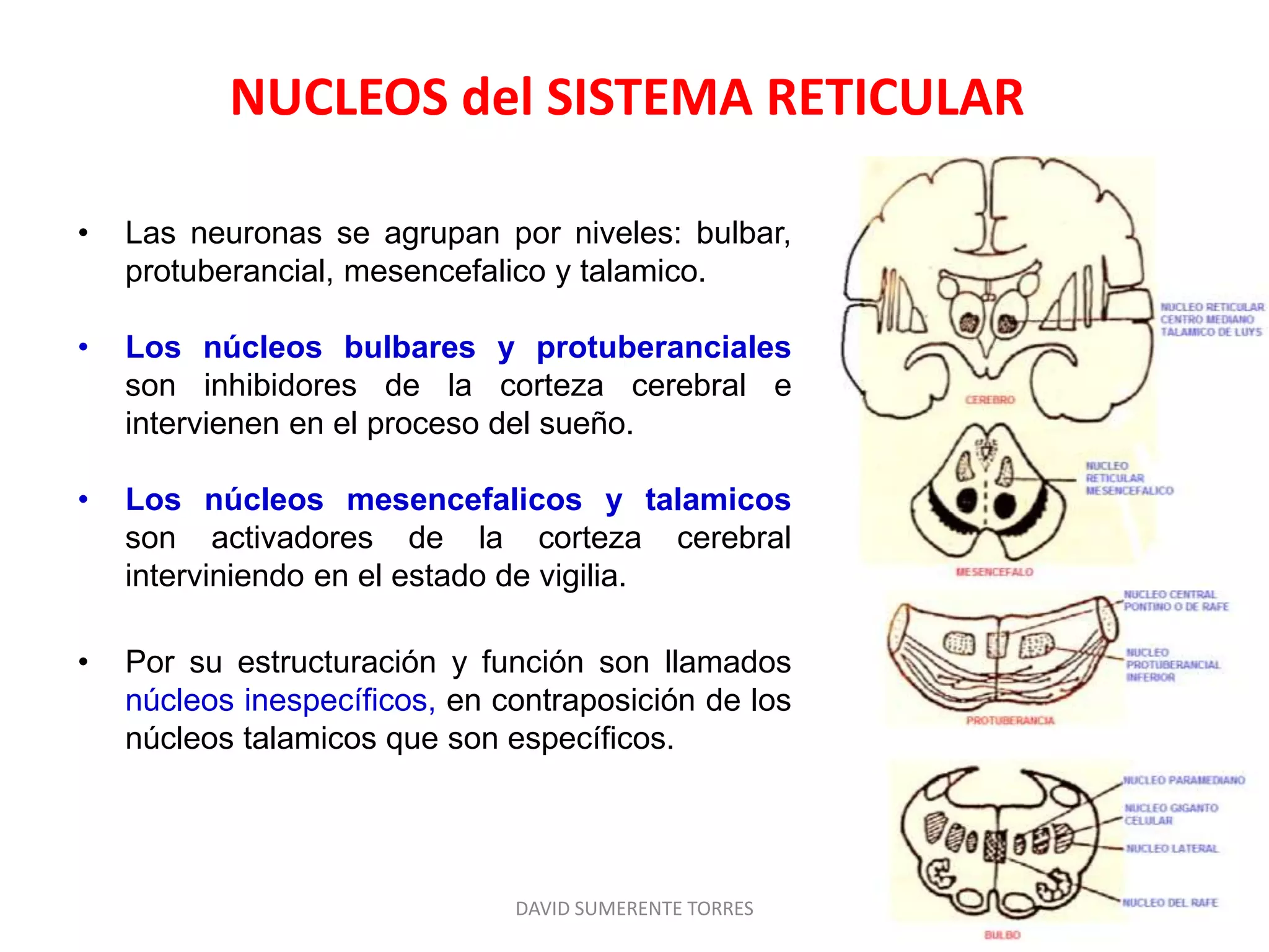 Formación reticular: Anatomía | PPTX