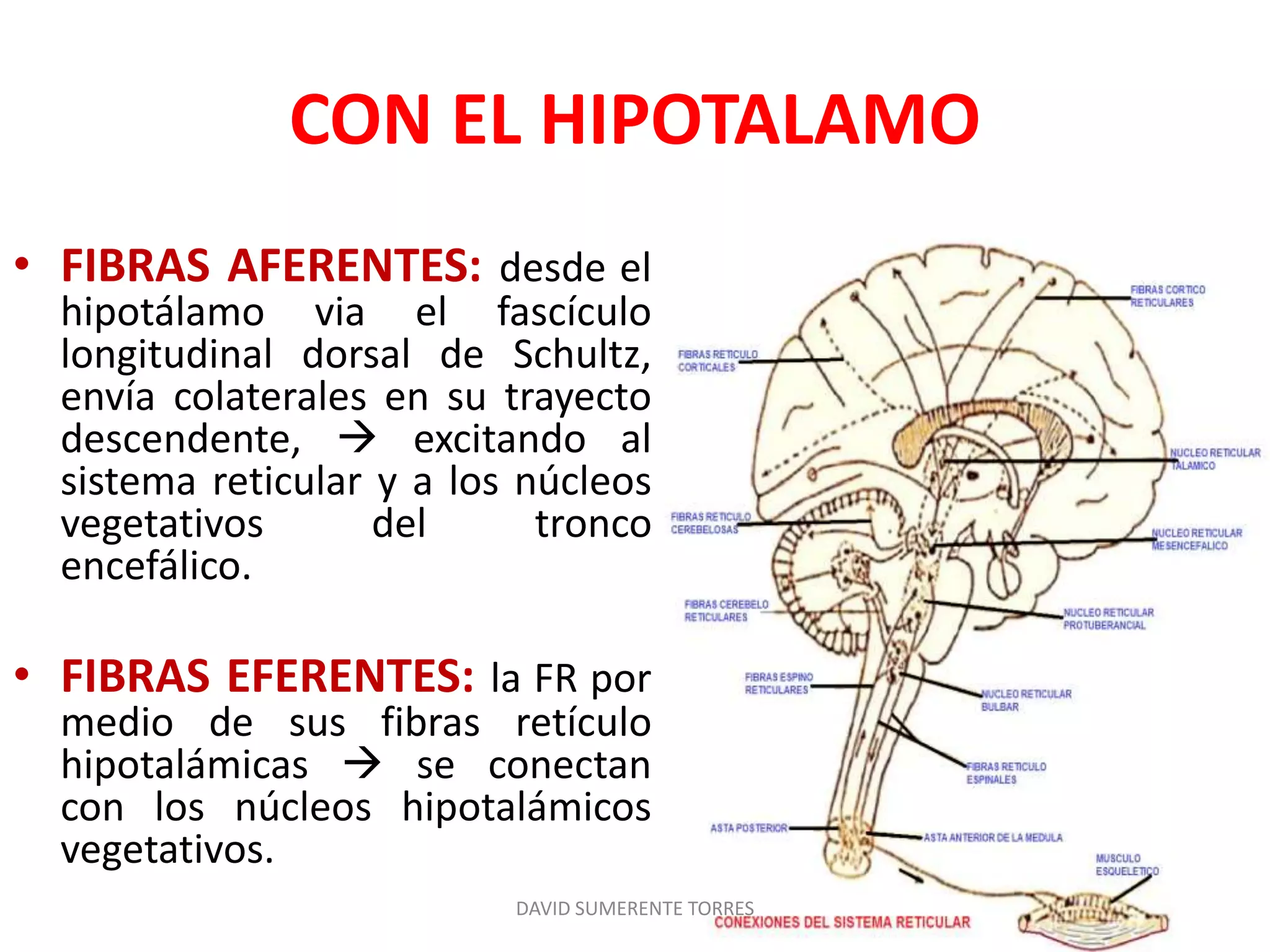 Formación reticular: Anatomía | PPTX