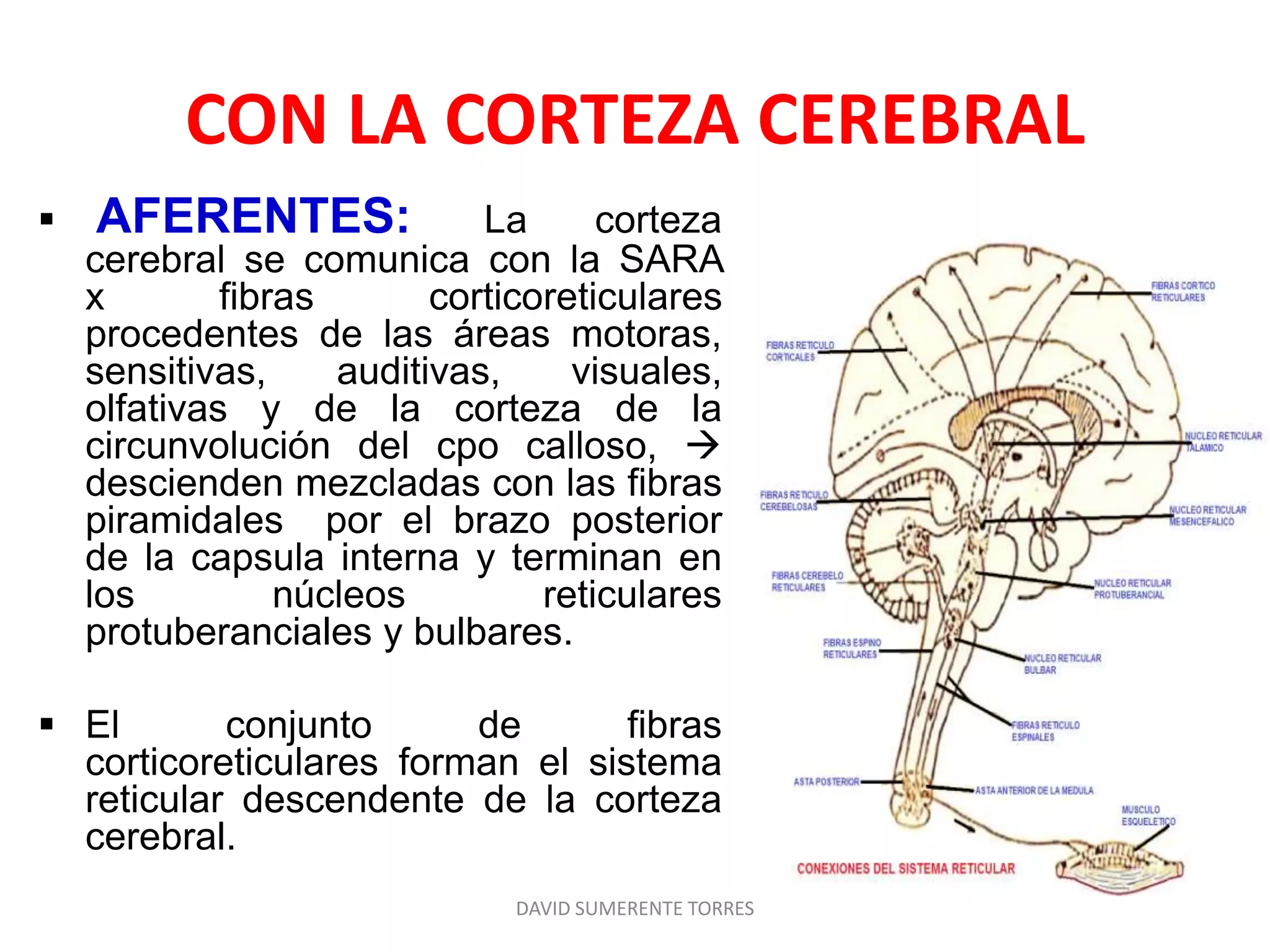 Formación reticular: Anatomía | PPTX