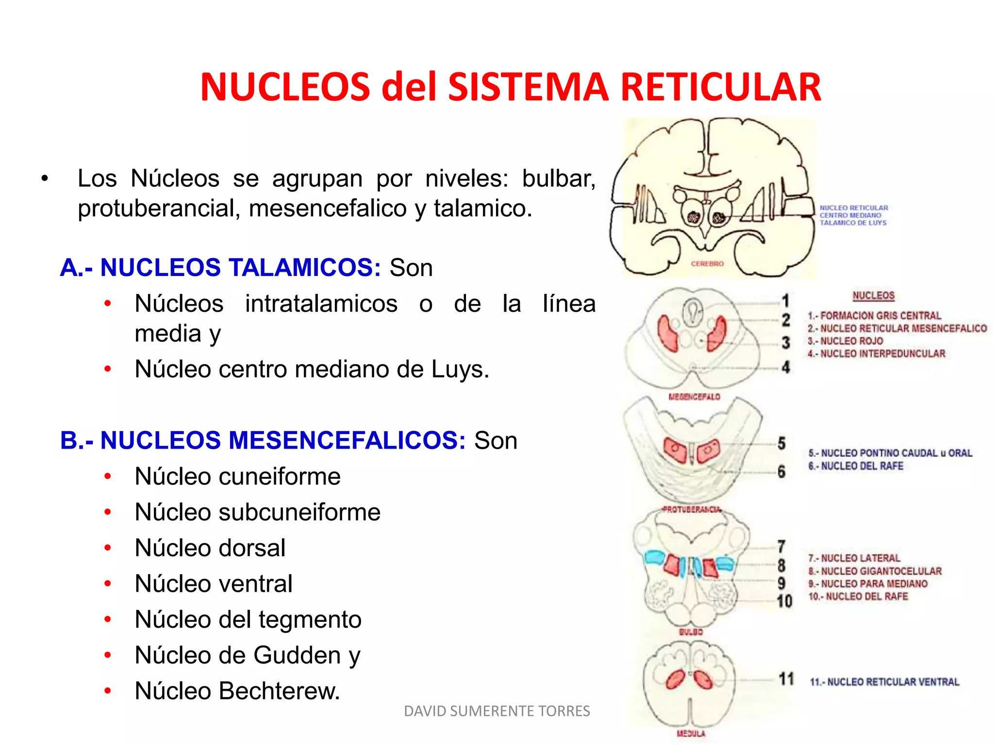 Formación reticular: Anatomía | PPTX