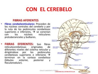 Formación reticular: Anatomía | PPTX
