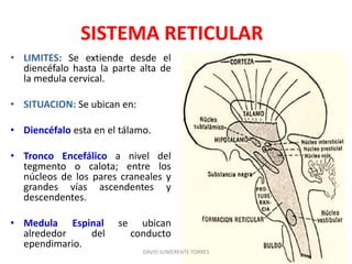 Formación reticular: Anatomía | PPTX