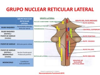 Formación reticular: Anatomía | PPTX